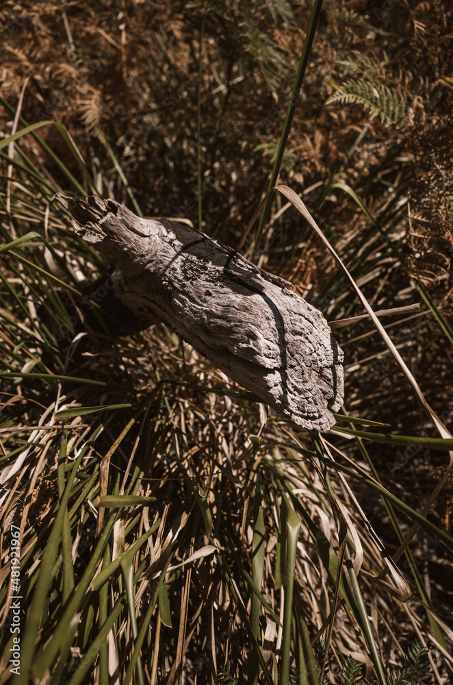 Fototapeta premium Tree trunk