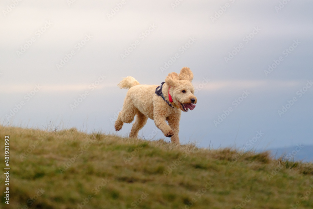 Cockapoo dog running in hills
