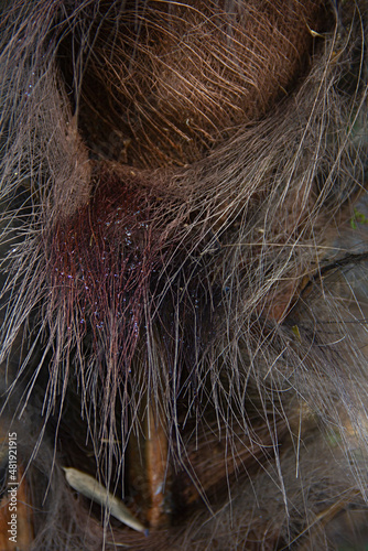 Detail of palm tree trunk vegetal fibers Close-up detailed texture of a palm tree trunk with long fibers and some palm syrop