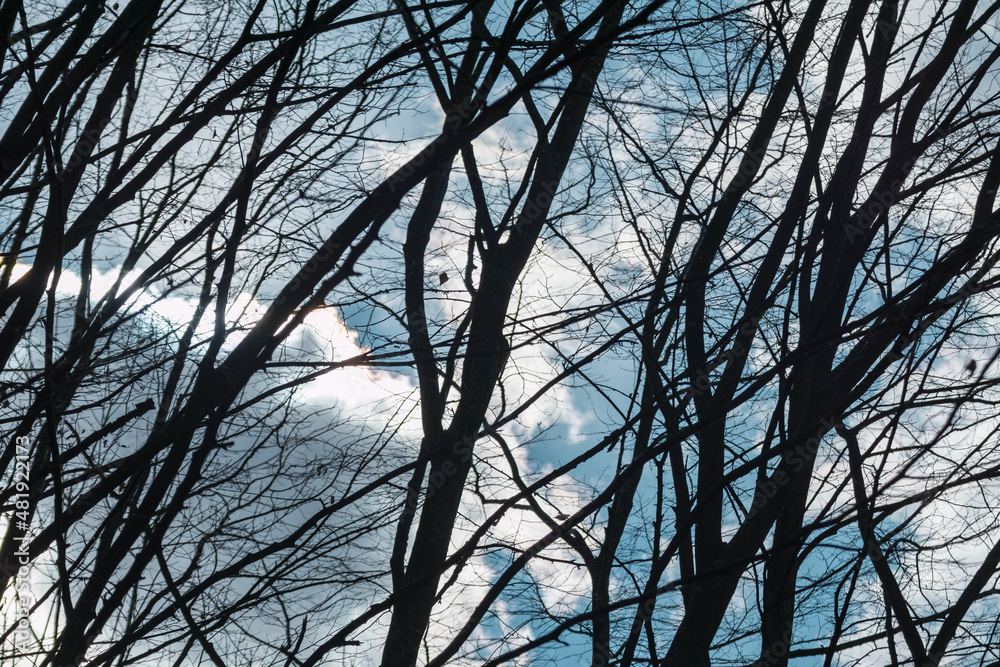 Spring dark bare trees branches silhouettes on cloudy scenic blue sky landscape. Natural moody trees pattern view Spring dark bare trees branches silhouettes on cloudy scenic blue sky landscape. Natural moody trees pattern view