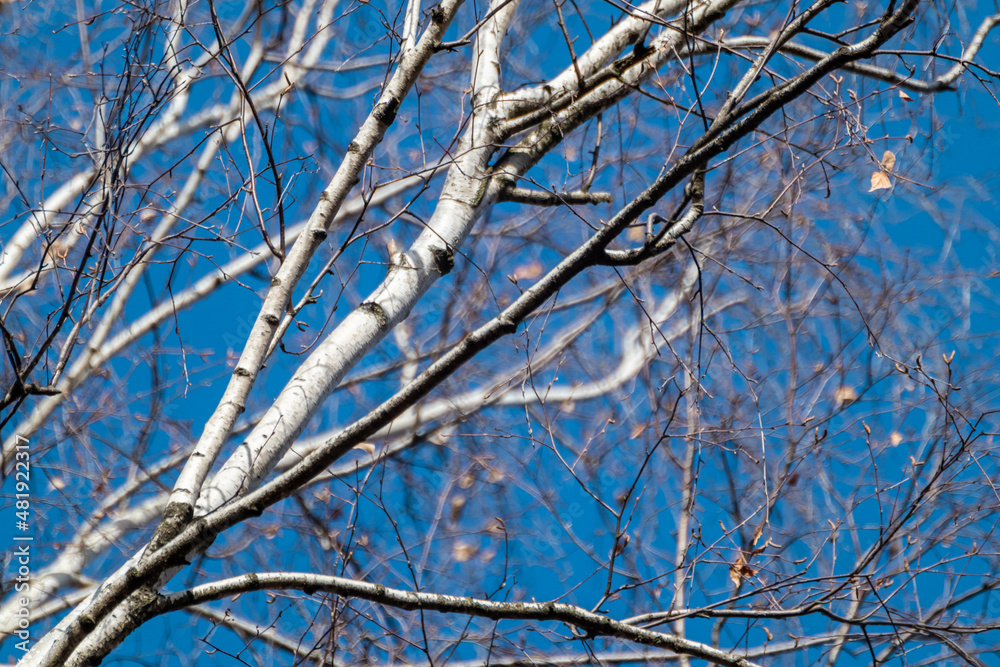 Spring bare birch tree branches with white cork on scenic blue sky. Natural woodland rural view with blurry background Spring bare birch tree branches with white cork on scenic blue sky. Natural woodland rural view with blurry background