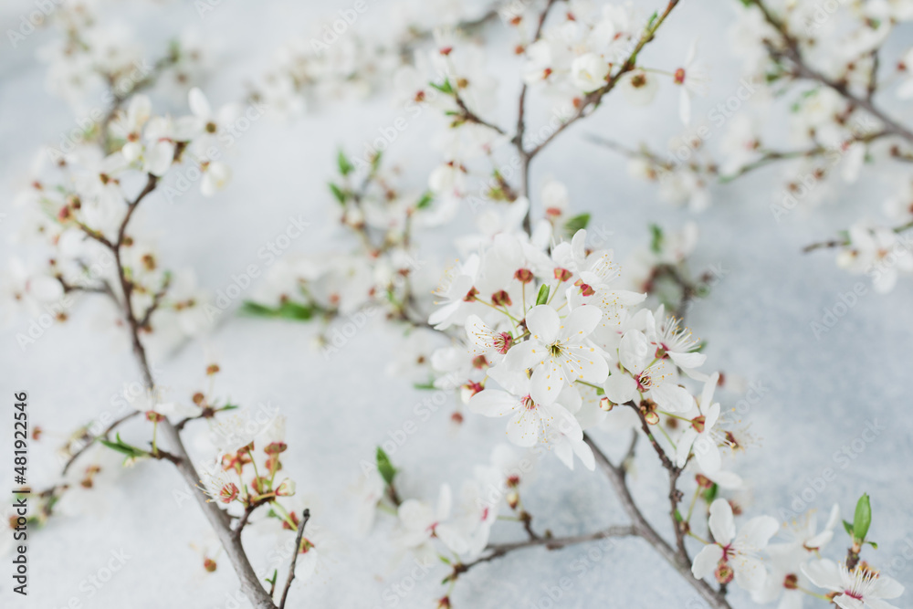 Spring white flowers isolated on gray background. Flat lay. Spring time background. Spring white flowers isolated on gray background. Flat lay. Spring time background.