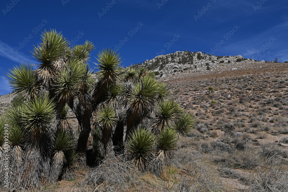 Yucca colony Eastern Sierras Foothills.