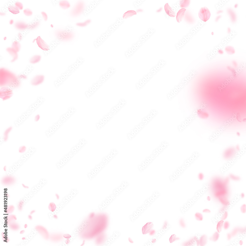 Sakura petals falling down. Romantic pink flowers vignette. Flying petals on white square background. Love, romance concept. Immaculate wedding invitation.
