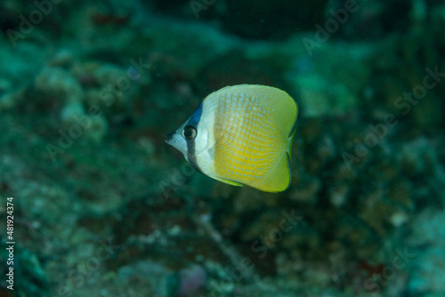 Pesce farfalla dalle labbra nere, Chaetodon kleinii, sulla barriera corallina