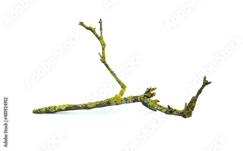 Dry bare tree branch covered with yellow lichen isolated on a white background.