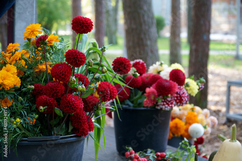 Impressive dahlia cut flowers the shown in a natural environment in autumn. The genus of tuberous plants that are members of the Asteraceae family most beautiful flowers varieties.