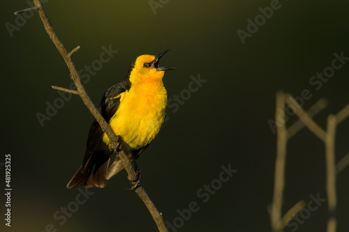 Tordo amarillo, Saffron-cowled Blackbird, Xanthopsar flavus photo