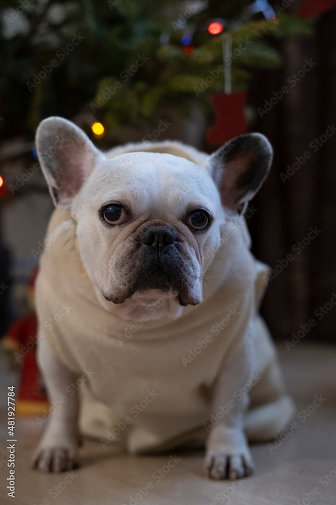 french bulldog portrait under the Christmas tree