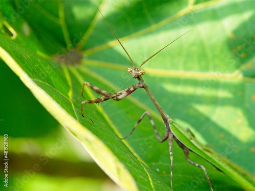 Closeup of a green Praying Mantis (Mantis religiosa) standing upright on leaf looking directly into camera against green background in Vilcabamba, Ecuador
