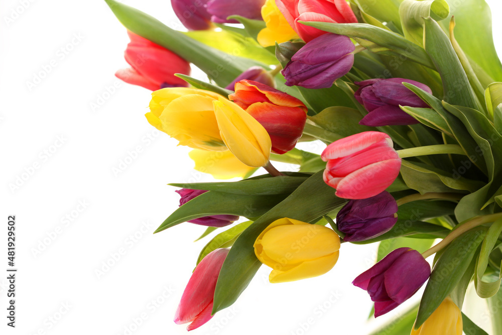 Obraz premium Spring flowers. Tulips. Postcard for March 8th, mother's day or birthday