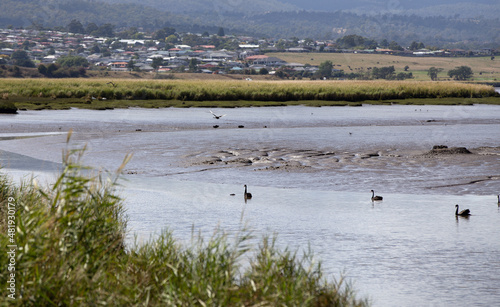 The Tamar Wetlands, Morning, Tasmania. © Grantat