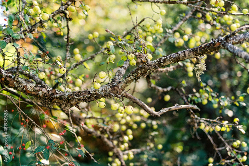 Branches of a wild apple tree with yellow apples