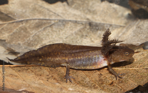 Side view of a larva of the Jefferson's Salamander, showing the high tail fin and feathery gills of this pond-type salamander larva. 