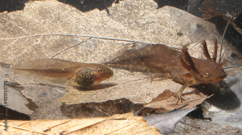 Larvae of two amphibians found in vernal pool wetlands.  Wood Frog tadpole (left) and Jefferson's salamander larva (right).  photo