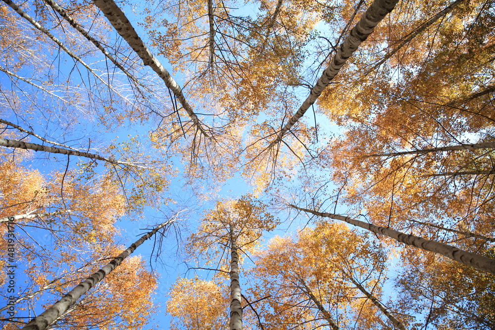 Fototapeta premium trees in the park