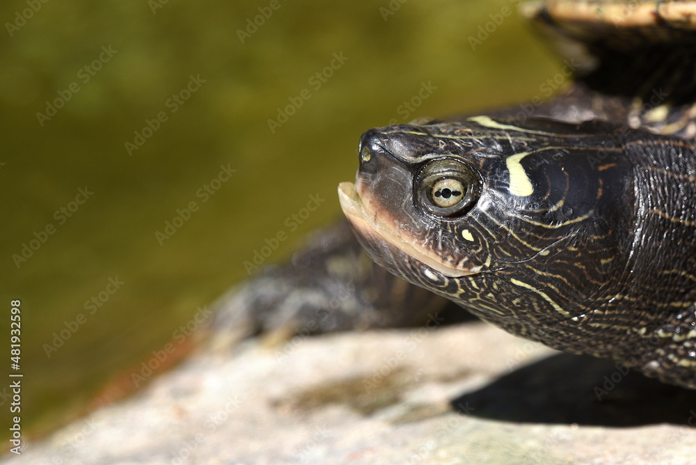 Fototapeta premium Schildkröte auf einem Fels im Teich