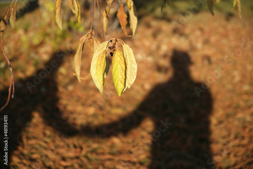 Handholding shadow in Alaska's Autumn