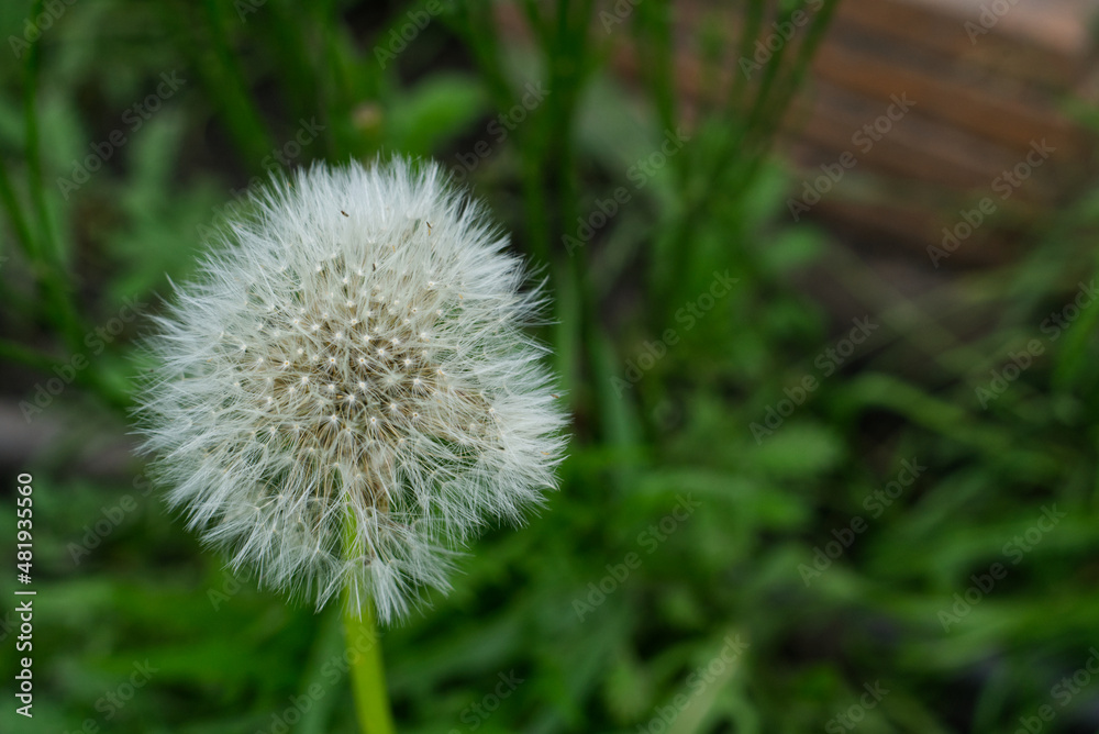 White dandelion in summer on a background of green grass closeup White dandelion in summer on a background of green grass closeup