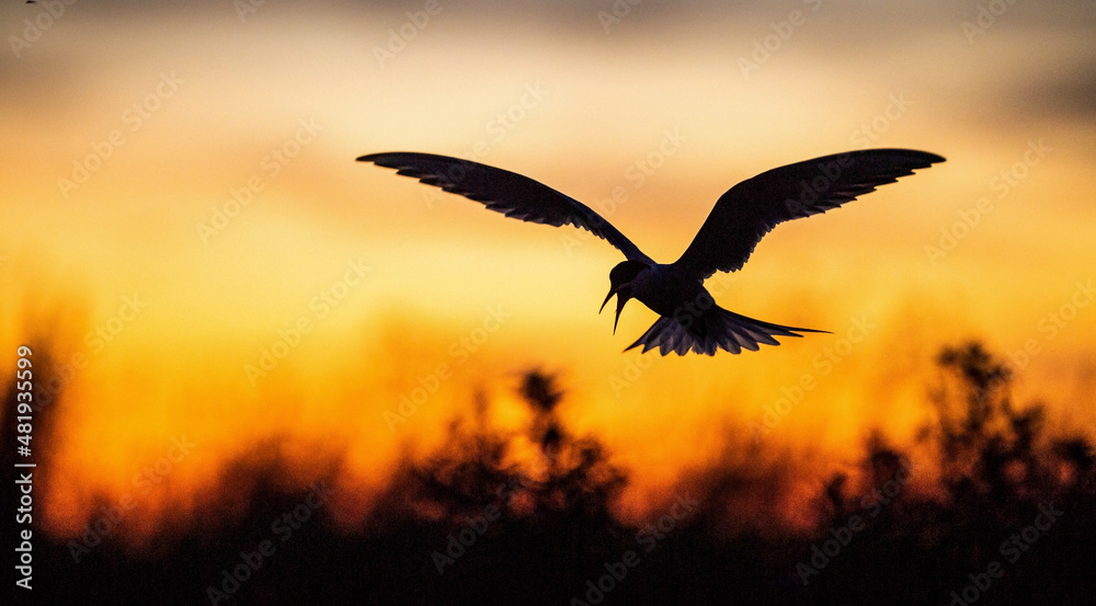 Naklejka premium Silhouette of flying common tern. Flying common tern on the red sunset sky background. Scientific name: Sterna hirundo. natural habitat. Russia. Ladoga Lake.