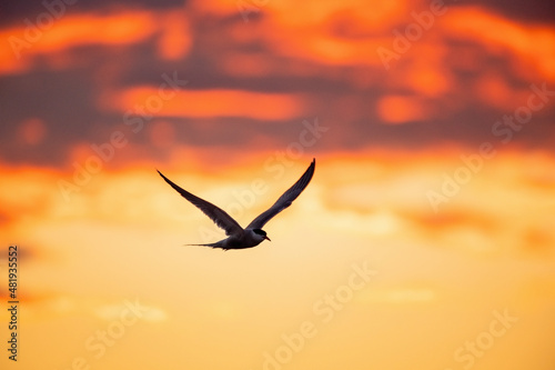 Silhouette of flying common tern. Flying common tern on the red sunset sky background. Scientific name  Sterna hirundo. natural habitat. Russia. Ladoga Lake.