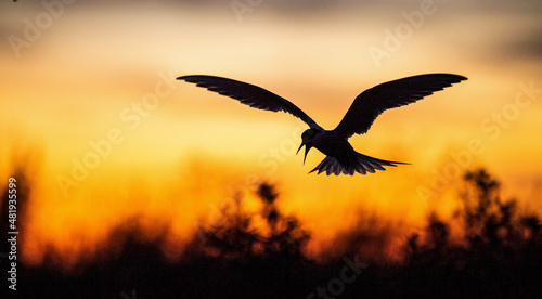 Silhouette of flying common tern. Flying common tern on the red sunset sky background. Scientific name: Sterna hirundo. natural habitat. Russia. Ladoga Lake. © Uryadnikov Sergey