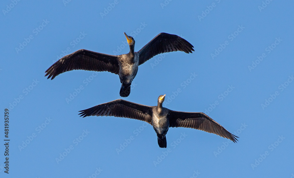Cormorants in flight, blue sky background. Bottom view. Spectacled cormorant or Pallas's cormorant, Scientific name: Phalacrocorax perspicillatus. Ladoga Lake, Russia. Cormorants in flight, blue sky background. Bottom view. Spectacled cormorant or Pallas's cormorant, Scientific name: Phalacrocorax perspicillatus. Ladoga Lake, Russia.