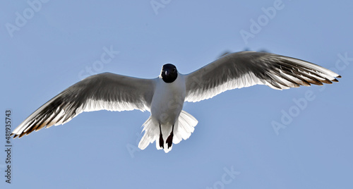 Black-headed Gull  Larus ridibundus  in flight on the blue sky background.  Front. Backlit.
