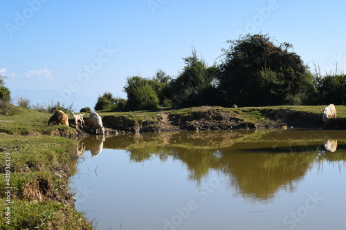 Landscape photo of goats drinking water from natural pond in countryside area of himachal pradesh, India