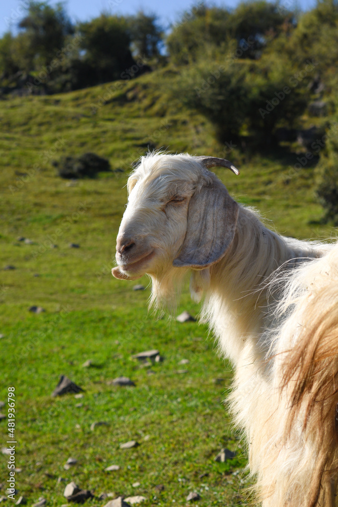 Obraz premium Closeup of mountain goat in grassland area bright sunny day