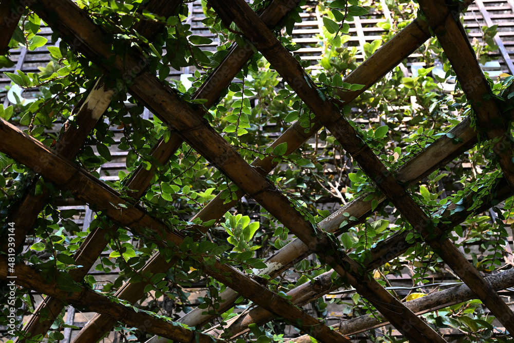 fence in the garden fence in the garden