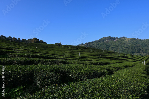 Wallpaper Mural tea plantatioื Torontodigital.ca