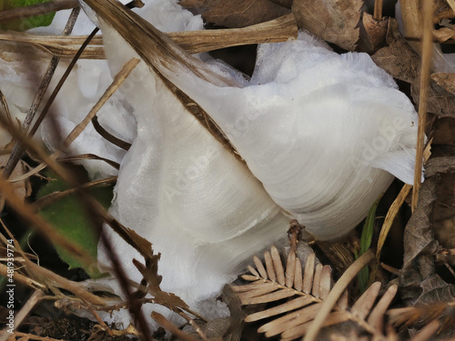 Tokyo,Japan - January 22, 2022: Closeup of Collinsonia japonica or Keiskea japonica or Shimobashira
 photo