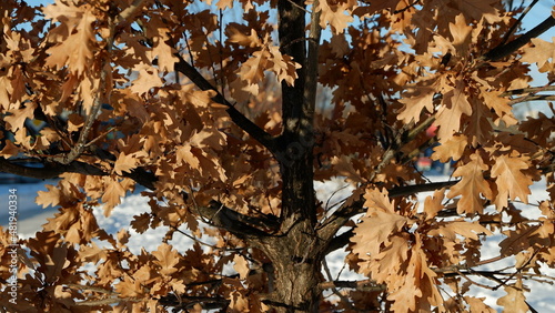 close up of a tree