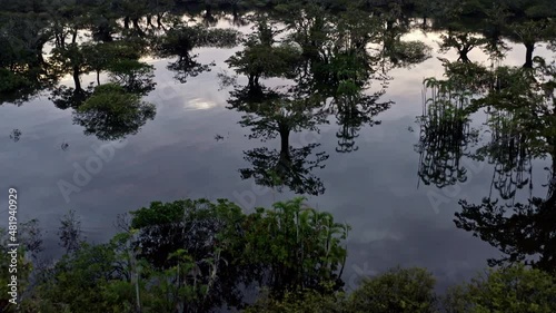 Stunning nature background: inundated tropical forest is an important, natural occuring ecosystem in the Amazon rainforest with many tree species of the genus Macrolobium photo