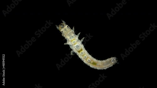 Beetle larva family Hydrophilidae under a microscope, order Coleoptera. They live in water, cannot swim, so they crawl over algae, branches ... Predators hunt mainly snails photo