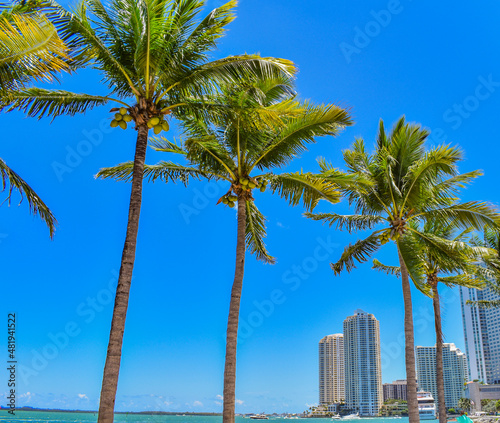 Miami palm trees against a clear blue sky.  © D Wiese Photography