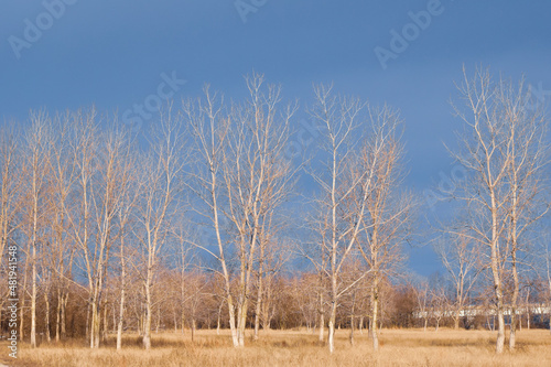 Bare Trees with a Dark Sky Background in Alton Illinois along the Mississippi River photo