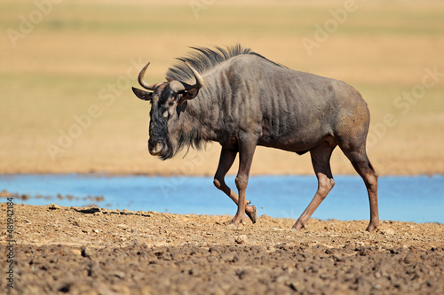 A blue wildebeest (Connochaetes taurinus) at a waterhole, Kalahari desert, South Africa.