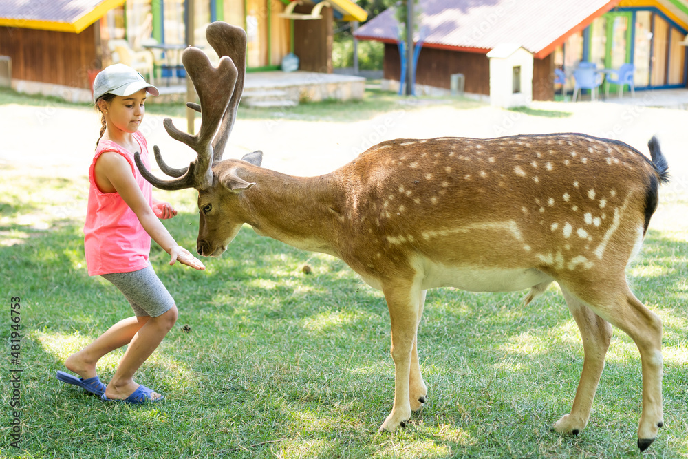 Child feeding wild deer at petting zoo. Kids feed animals at outdoor.  Little girl watching reindeer