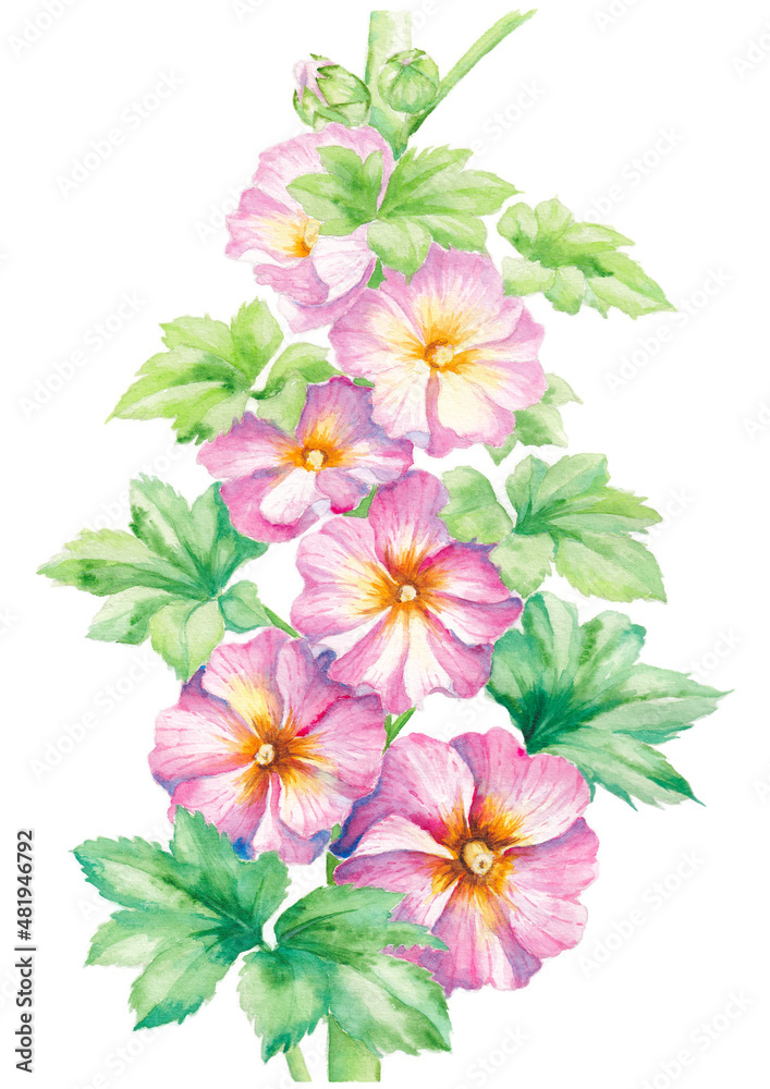 hand painted watercolor illustration of hollyhock flowers, isolated on white background