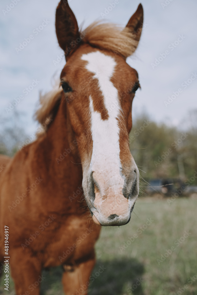 Beautiful horse in the field nature mammals landscape Beautiful horse in the field nature mammals landscape