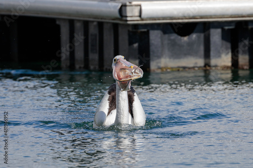 Australian Pelican with fish scraps, Currambene Creek, NSW, January 2022 photo