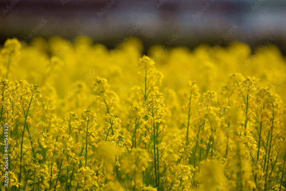 真っ直ぐに伸びる菜の花 真っ直ぐに伸びる菜の花