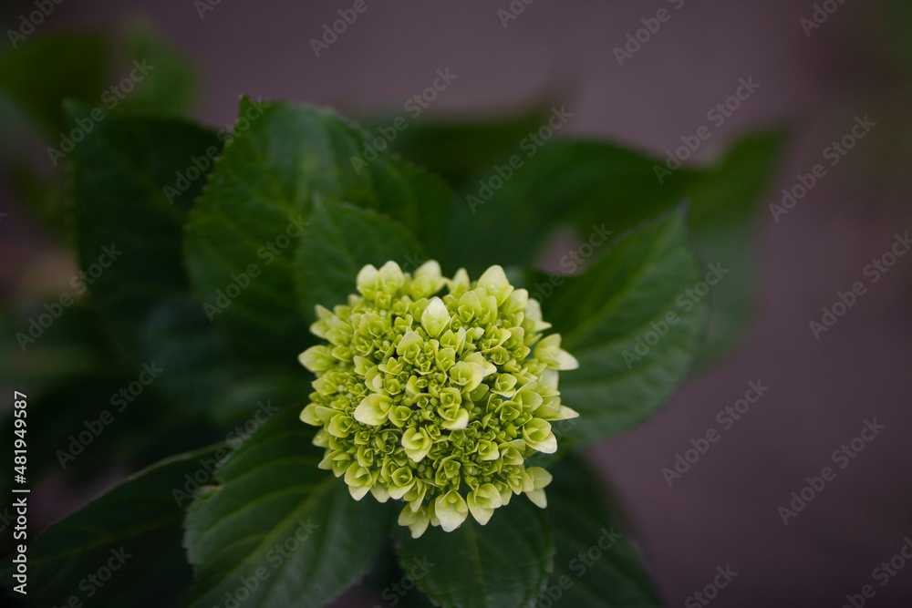 Mini lime green hydrangeas are a great choice for giving volume to bouquets Mini lime green hydrangeas are a great choice for giving volume to bouquets