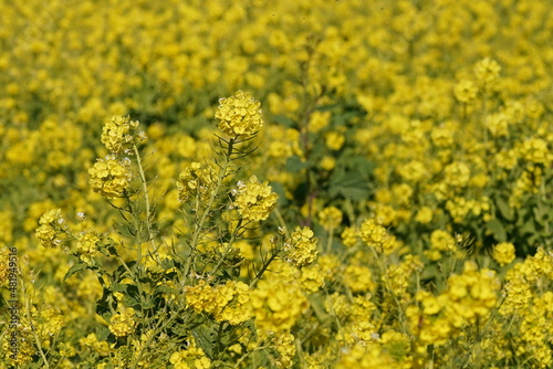 field mustard in the field