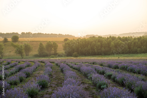 Beautiful image of lavender field Summer sunset landscape