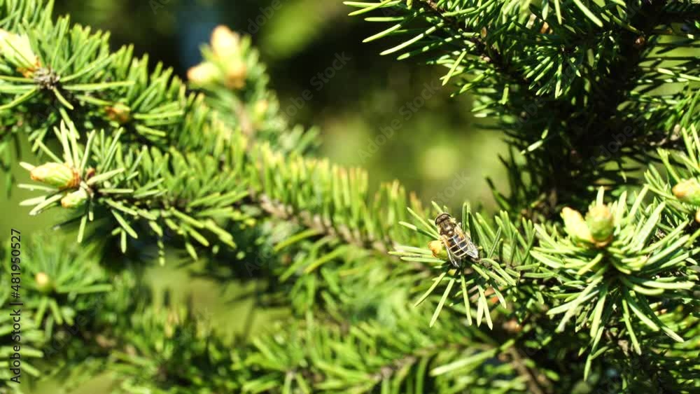 Close-up of flying insect sitting on spruce branch. Insect clears its head, moves its paws and moves its abdomen. Watching insects in spring forest on sunny day in wildlife. 4K video Close-up of flying insect sitting on spruce branch. Insect clears its head, moves its paws and moves its abdomen. Watching insects in spring forest on sunny day in wildlife. 4K video