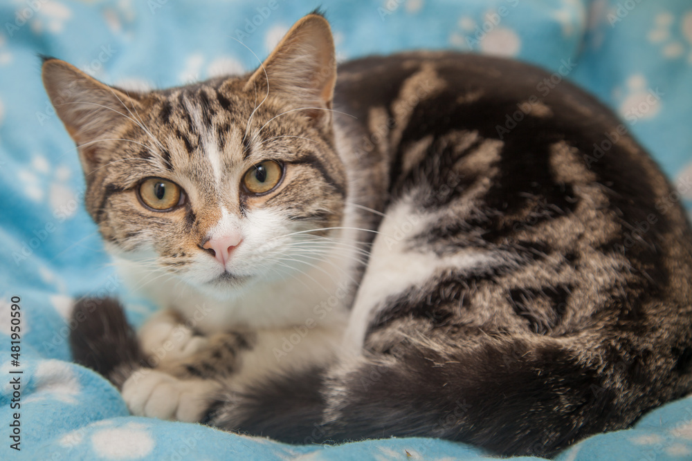 A beautiful cat looking straight at the camera wondering what on earth you are doing! A beautiful cat looking straight at the camera wondering what on earth you are doing!