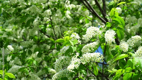 Beautiful bird cherry blossoms in spring tree. Bird cherry branches covered with small white flowers sway in wind. Sunlit flowering branches of bird-cherry trees in sunny spring day. 4K video